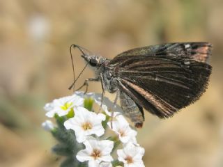 Kara Zpzp (Erynnis marloyi)