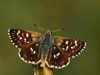 Kzl Zpzp (Spialia orbifer)