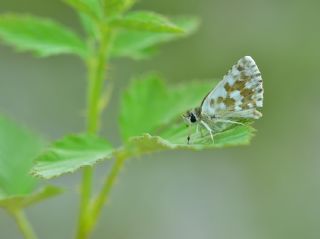 Acem Zpzp (Spialia phlomidis)