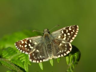 Ebegmeci Zpzp (Pyrgus malvae)