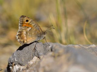 Turan Yalanccads (Pseudochazara telephassa)