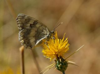 l Melikesi (Melanargia grumi)
