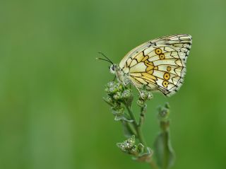 Uygur Melikesi (Melanargia russiae)