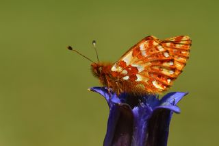 Kafkas Meneke Kelebei (Boloria caucasica)