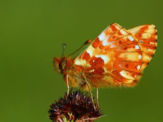 Kafkas Meneke Kelebei (Boloria caucasica)