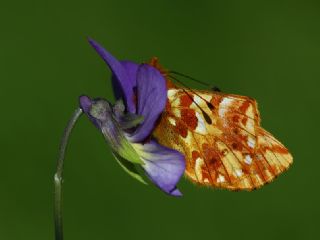 Kafkas Meneke Kelebei (Boloria caucasica)