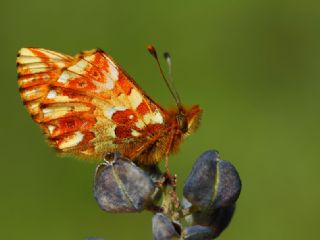 Kafkas Meneke Kelebei (Boloria caucasica)