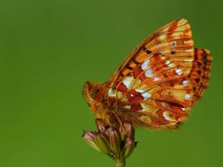 Kafkas Meneke Kelebei (Boloria caucasica)