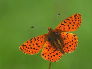 Kafkas Meneke Kelebei (Boloria caucasica)