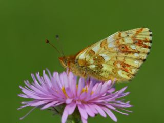 Kafkas Meneke Kelebei (Boloria caucasica)