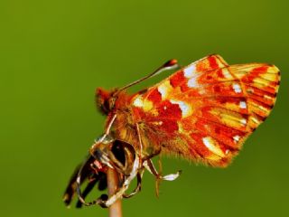 Kafkas Meneke Kelebei (Boloria caucasica)