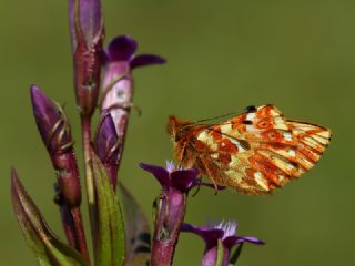 Kafkas Meneke Kelebei (Boloria caucasica)