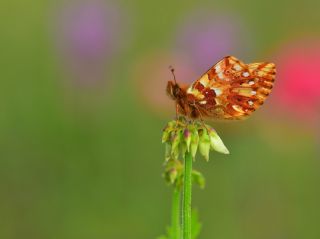 Kafkas Meneke Kelebei (Boloria caucasica)