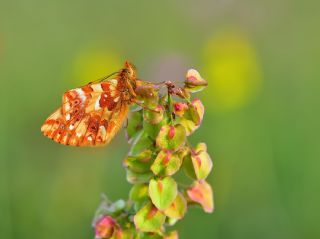 Kafkas Meneke Kelebei (Boloria caucasica)