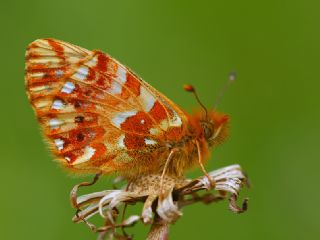 Kafkas Meneke Kelebei (Boloria caucasica)