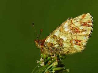 Kafkas Meneke Kelebei (Boloria caucasica)
