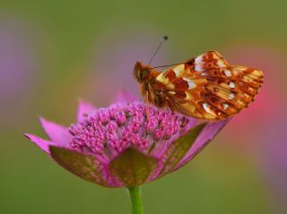 Kafkas Meneke Kelebei (Boloria caucasica)