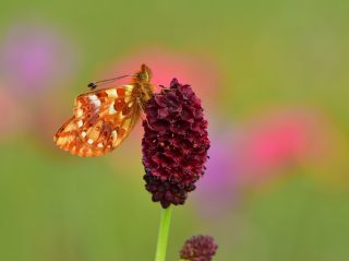 Kafkas Meneke Kelebei (Boloria caucasica)