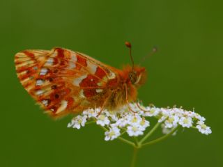 Kafkas Meneke Kelebei (Boloria caucasica)