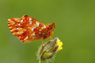 Kafkas Meneke Kelebei (Boloria caucasica)