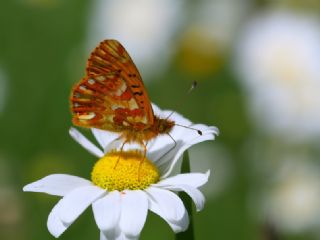 Kafkas Meneke Kelebei (Boloria caucasica)