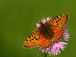 Kafkas Meneke Kelebei (Boloria caucasica)