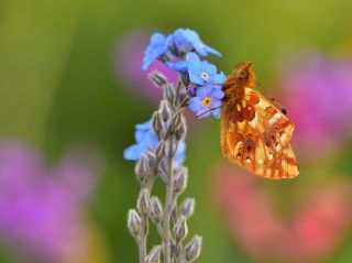 Kafkas Meneke Kelebei (Boloria caucasica)