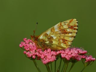 Kafkas Meneke Kelebei (Boloria caucasica)