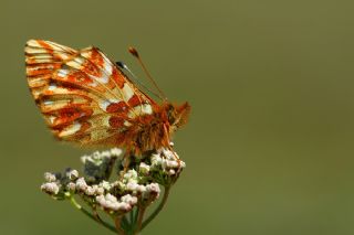 Kafkas Meneke Kelebei (Boloria caucasica)