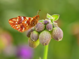 Kafkas Meneke Kelebei (Boloria caucasica)