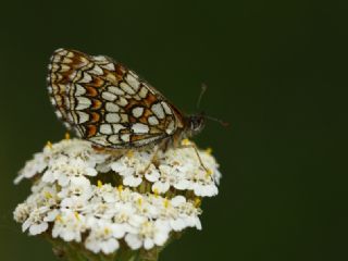 Kafkasyal Amannisa (Mellicta  caucasogenita)