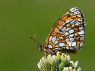 Kafkasyal Amannisa (Mellicta  caucasogenita)