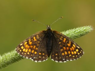 Kafkasyal Amannisa (Mellicta  caucasogenita)