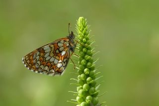 Kafkasyal Amannisa (Mellicta  caucasogenita)