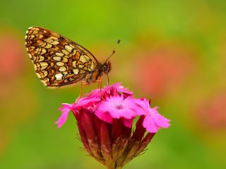 Funda parhan (Melitaea irka)