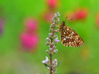 Funda parhan (Melitaea irka)