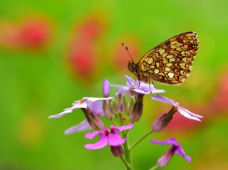 Funda parhan (Melitaea irka)