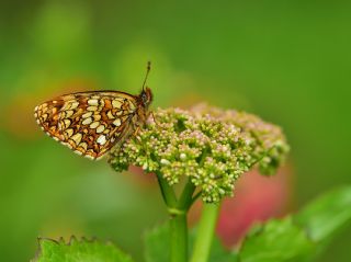 Funda parhan (Melitaea irka)