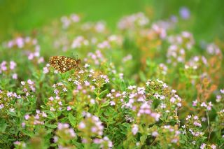 Funda parhan (Melitaea irka)