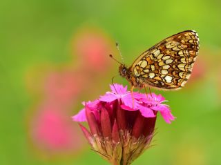 Funda parhan (Melitaea irka)