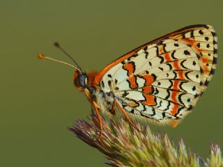 Kafkasyal parhan (Melitaea interrupta)