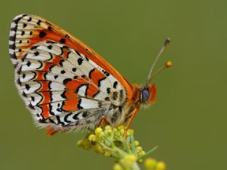 Kafkasyal parhan (Melitaea interrupta)