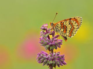 Kafkasyal parhan (Melitaea interrupta)