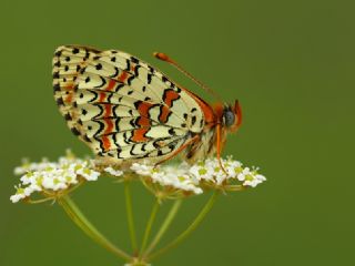 Kafkasyal parhan (Melitaea interrupta)