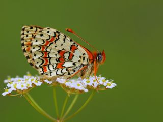 Kafkasyal parhan (Melitaea interrupta)