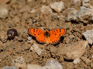 �ranl� �parhan&nbsp;(Melitaea&nbsp;persea)