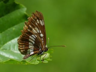 Szlen Karakz (Neptis rivularis)