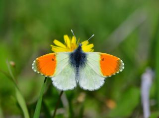 Step S�sl�s�&nbsp;(Anthocharis&nbsp;gruneri)