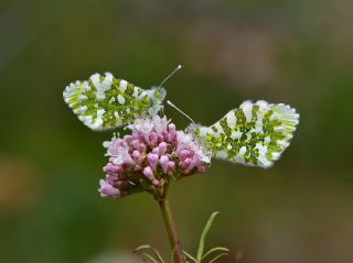 Step S�sl�s�&nbsp;(Anthocharis&nbsp;gruneri)