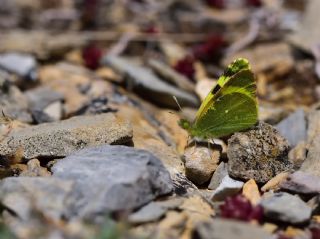 Do�u Elfinstonyas�&nbsp;(Euchloe&nbsp;penia)